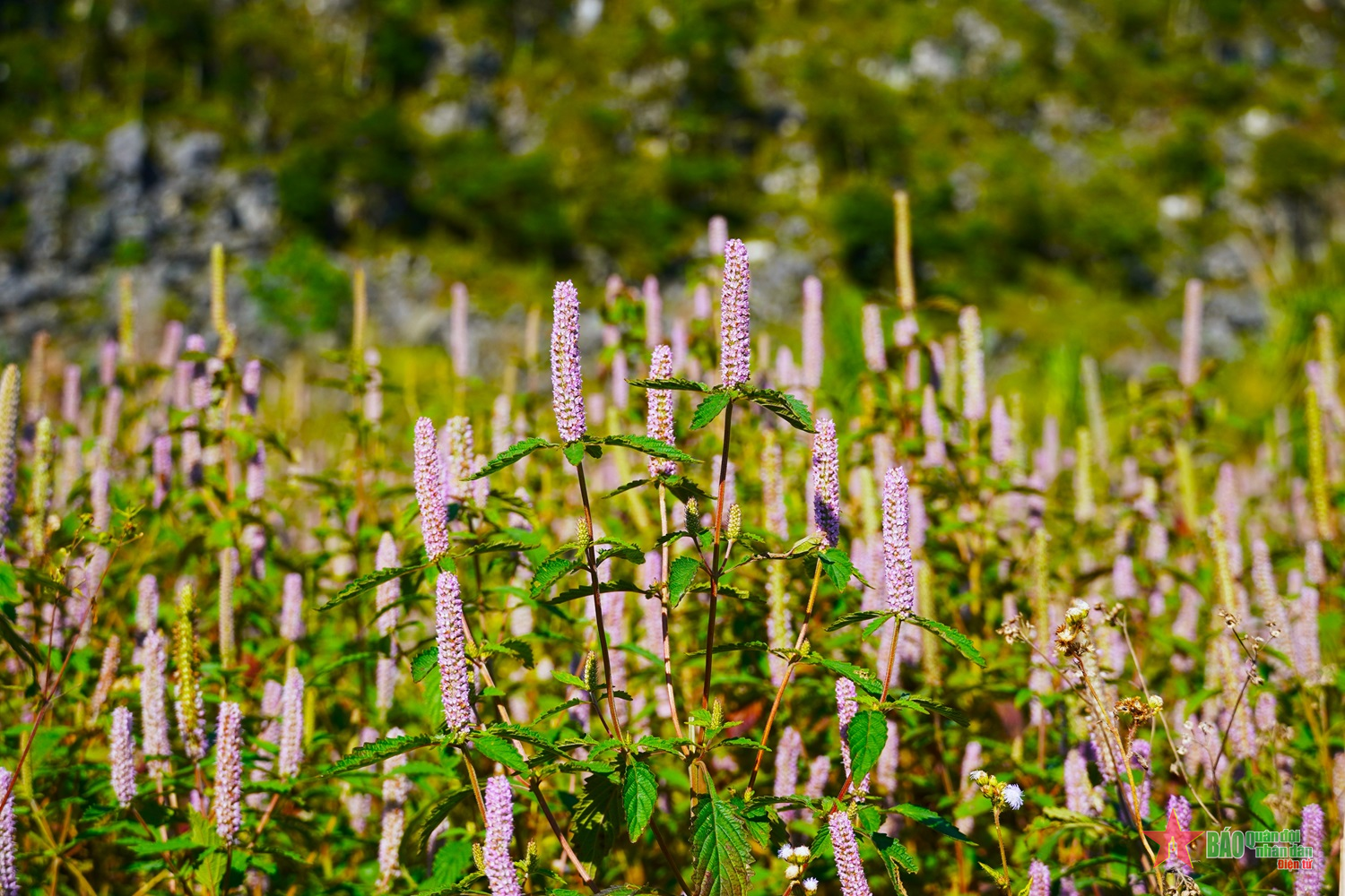 Rộn ràng mùa mật ong hoa bạc hà trên cao nguyên đá

